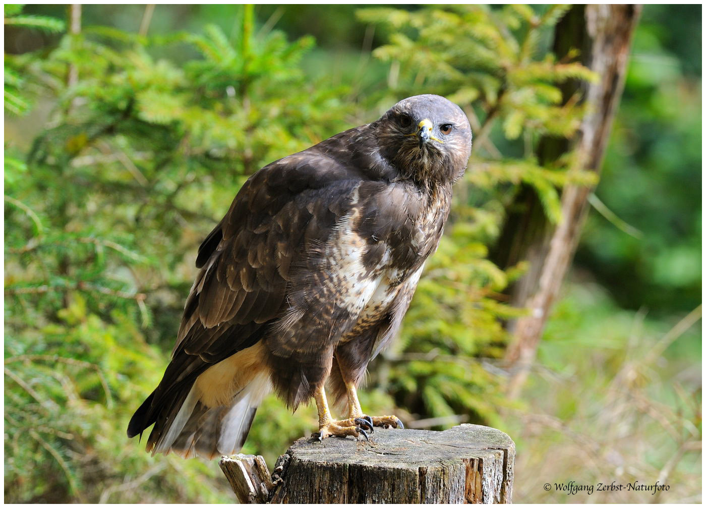 --- Mäusebussard Nr. 5 --- ( Buteo buteo )