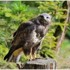 --- Mäusebussard Nr. 5 --- ( Buteo buteo )