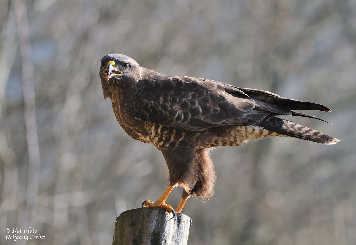 --- Mäusebussard Nr. 5 --- ( Buteo buteo )