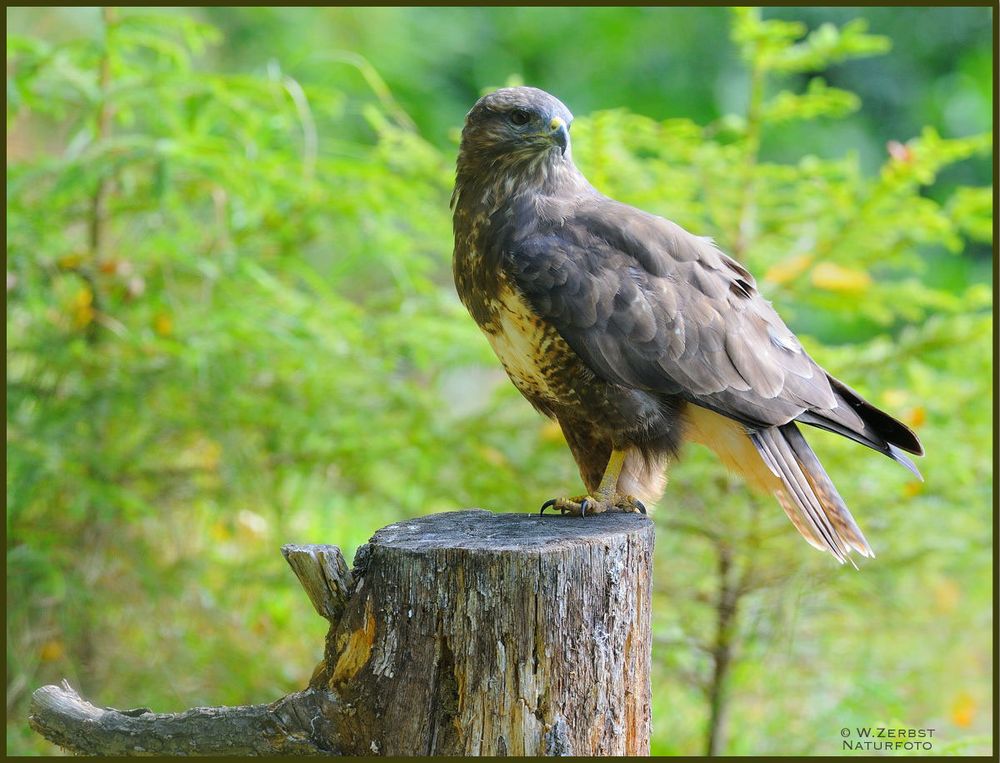 - Mäusebussard Nr. 6 in meinem Fotorevier - ( Buteo buteo )