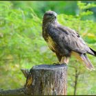 - Mäusebussard Nr. 6 in meinem Fotorevier - ( Buteo buteo )