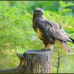 - Mäusebussard Nr. 6 in meinem Fotorevier - ( Buteo buteo )