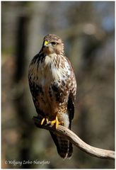 --- Mäusebussard Nr. 7 --- ( Buteo buteo )