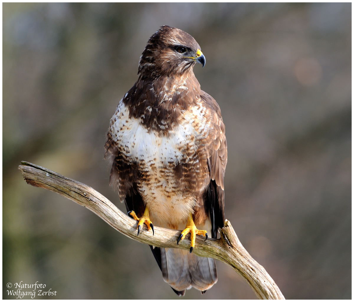 --- Mäusebussard Nr. 7 --- ( Buteo buteo )