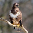 --- Mäusebussard Nr. 7 --- ( Buteo buteo )