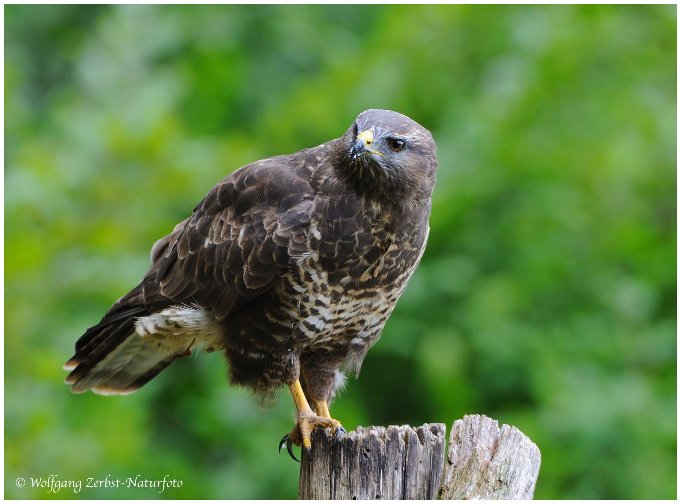 --- Mäusebussard Nr. 8 --- ( Buteo buteo )