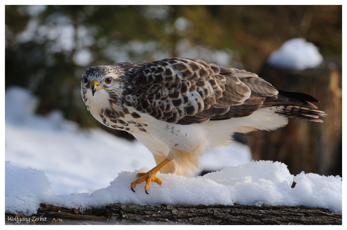 --- Mäusebussard Nr. C --- ( Buteo buteo )