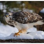 --- Mäusebussard Nr. C --- ( Buteo buteo )