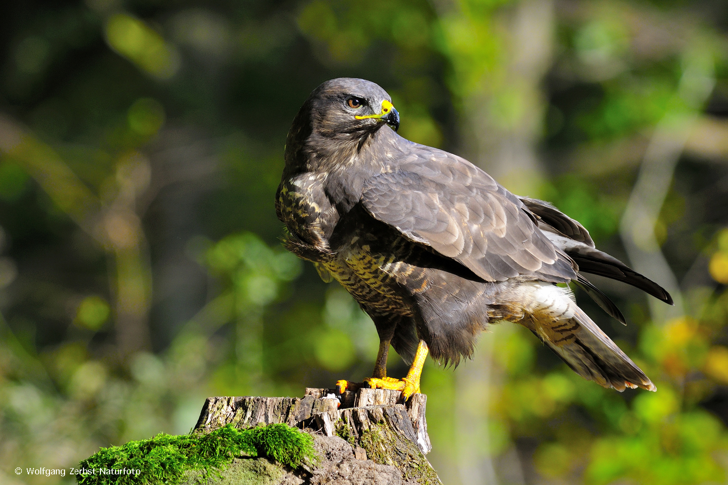 --- Mäusebussard Nr.1---   ( Buteo buteo )