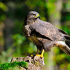 --- Mäusebussard Nr.1---   ( Buteo buteo )