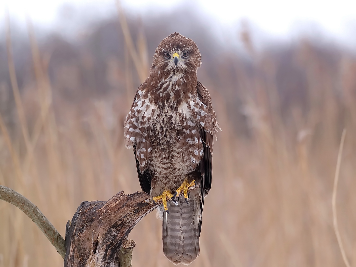 Mäusebussard Nr.2