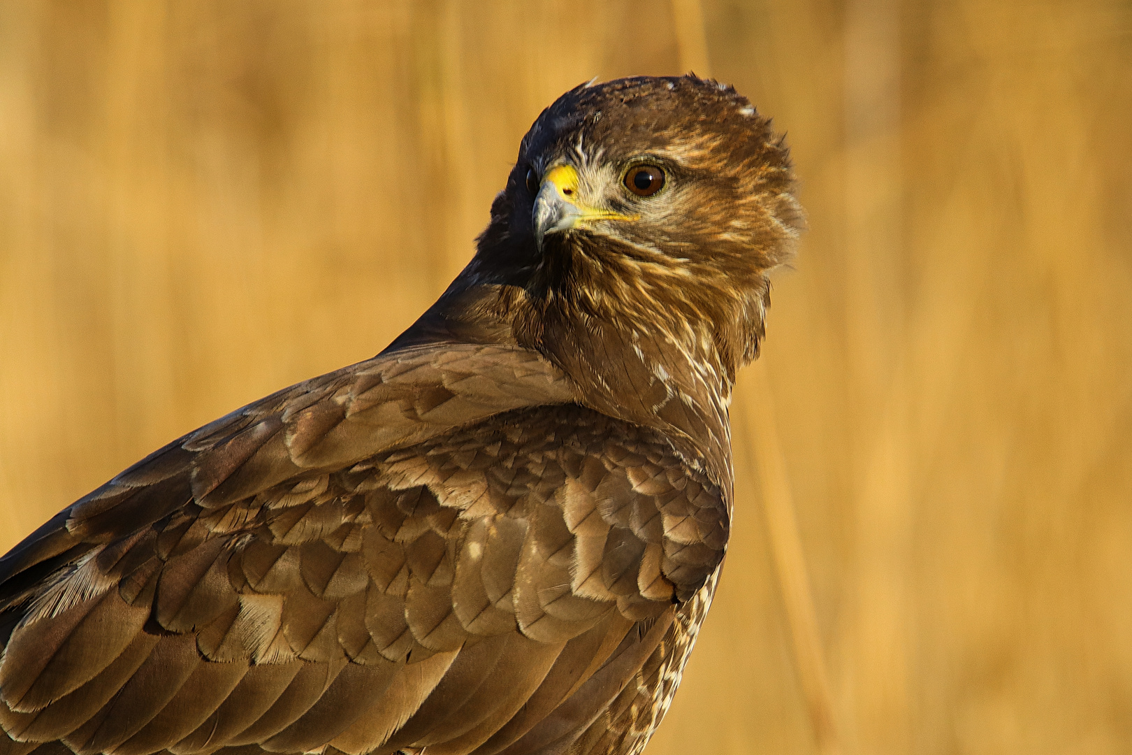 Mäusebussard Nr.2