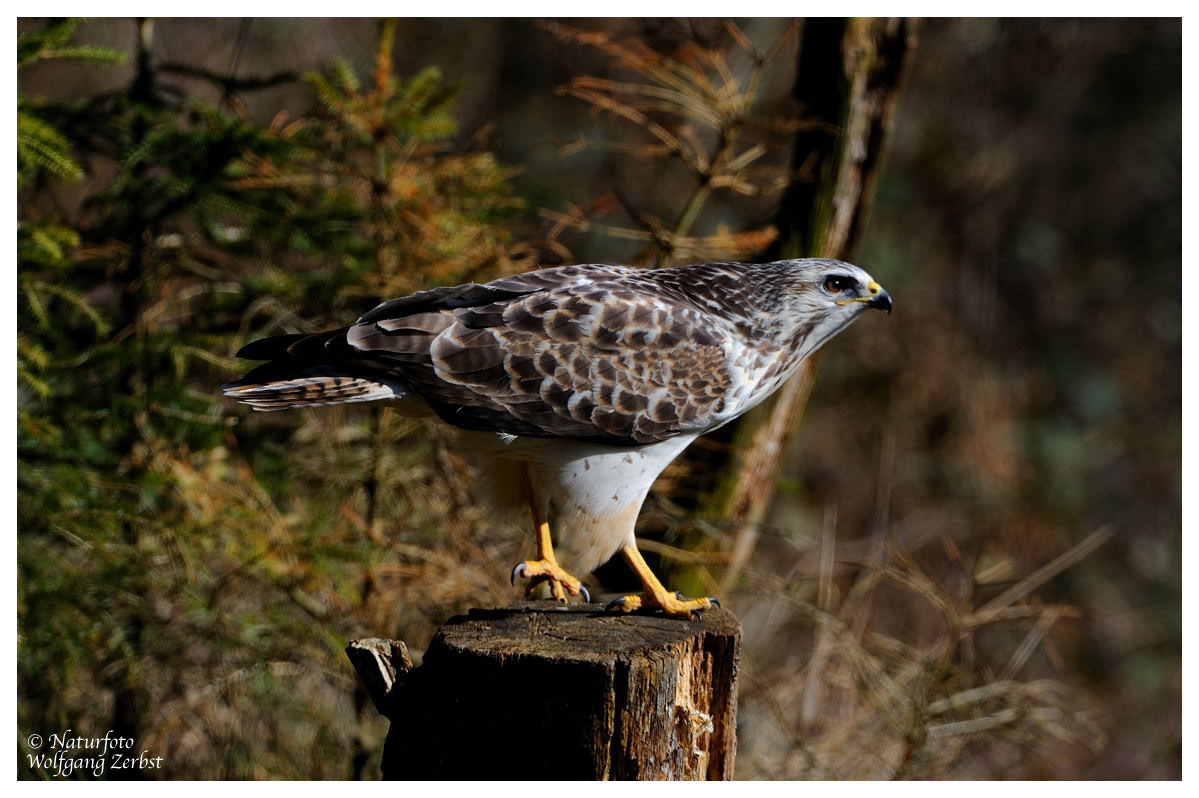 --- Mäusebussard Nr.3 --- ( Buteo buteo )