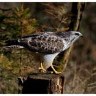 --- Mäusebussard Nr.3 --- ( Buteo buteo )