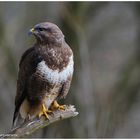 --- Mäusebussard Nr.3 --- ( Buteo buteo )