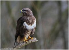 --- Mäusebussard Nr.3 --- ( Buteo buteo )