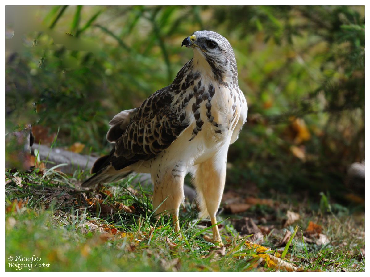 --- Mäusebussard Nr.B --- ( Buteo buteo )