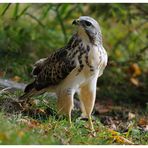 --- Mäusebussard Nr.B --- ( Buteo buteo )