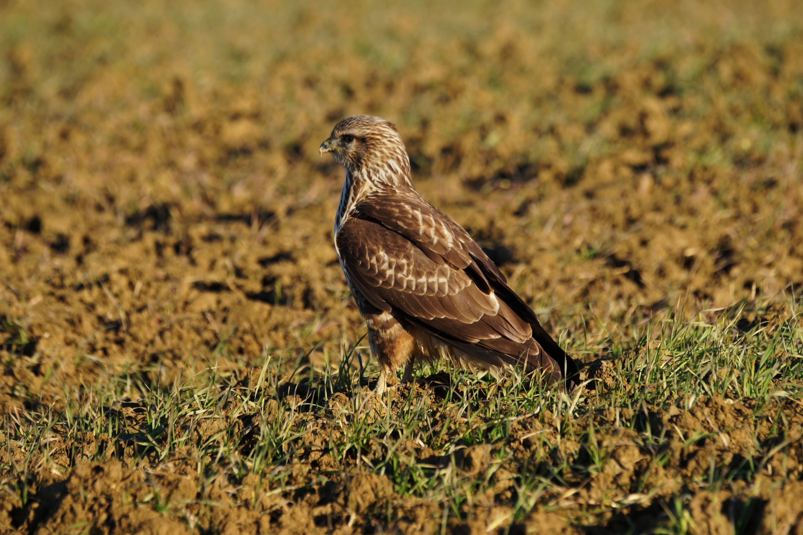 Mäusebussard oder ??Kornweihe??