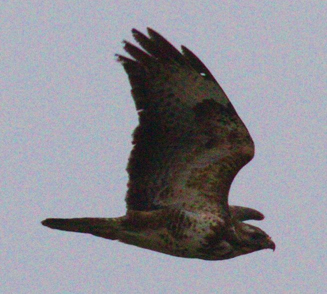 Mäusebussard oder Kornweihe??