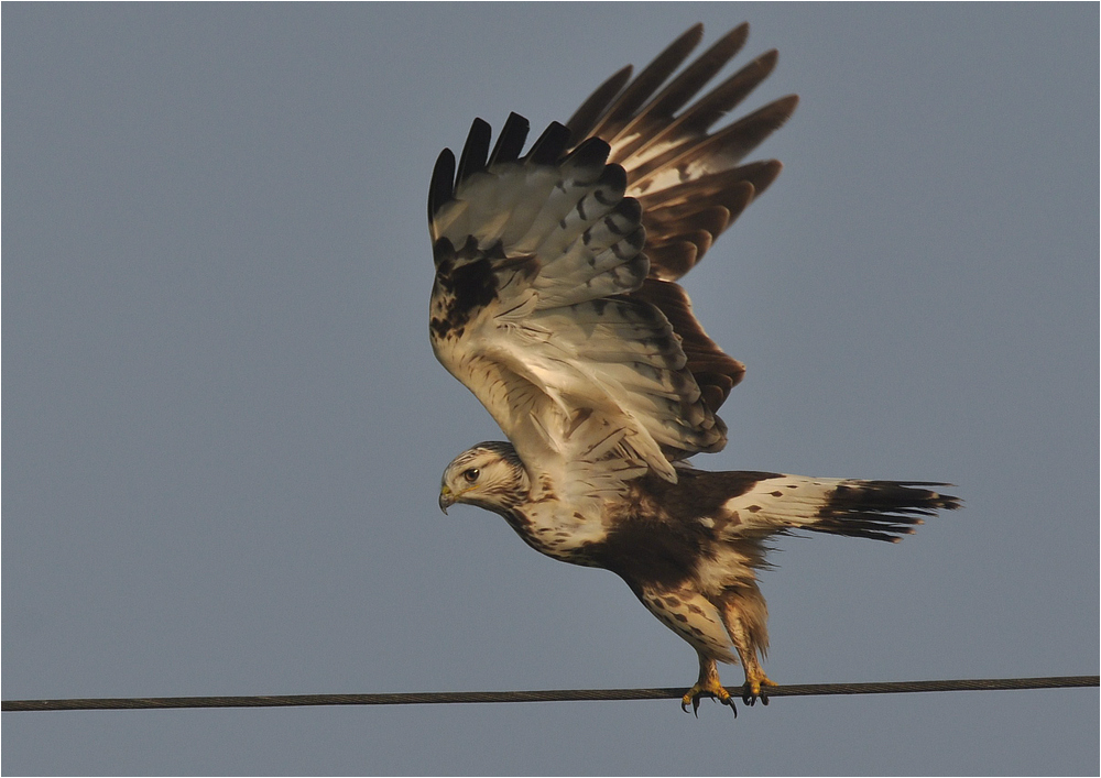 Mäusebussard oder Rauhfußbussard