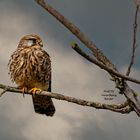 Mäusebussard oder Turmfalke ?? (Bildausschnitt)