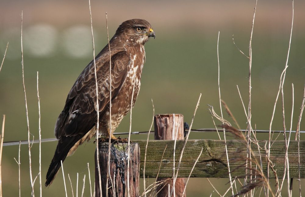 Mäusebussard ohne Mäuse