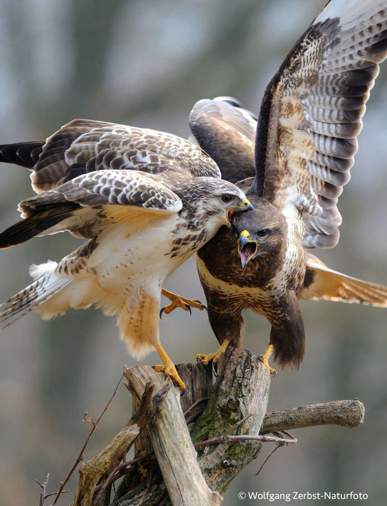 - Mäusebussard Paar - ( Buteo buteo ) Foto & Bild | fotos, natur, tiere ... Buteo Buteo