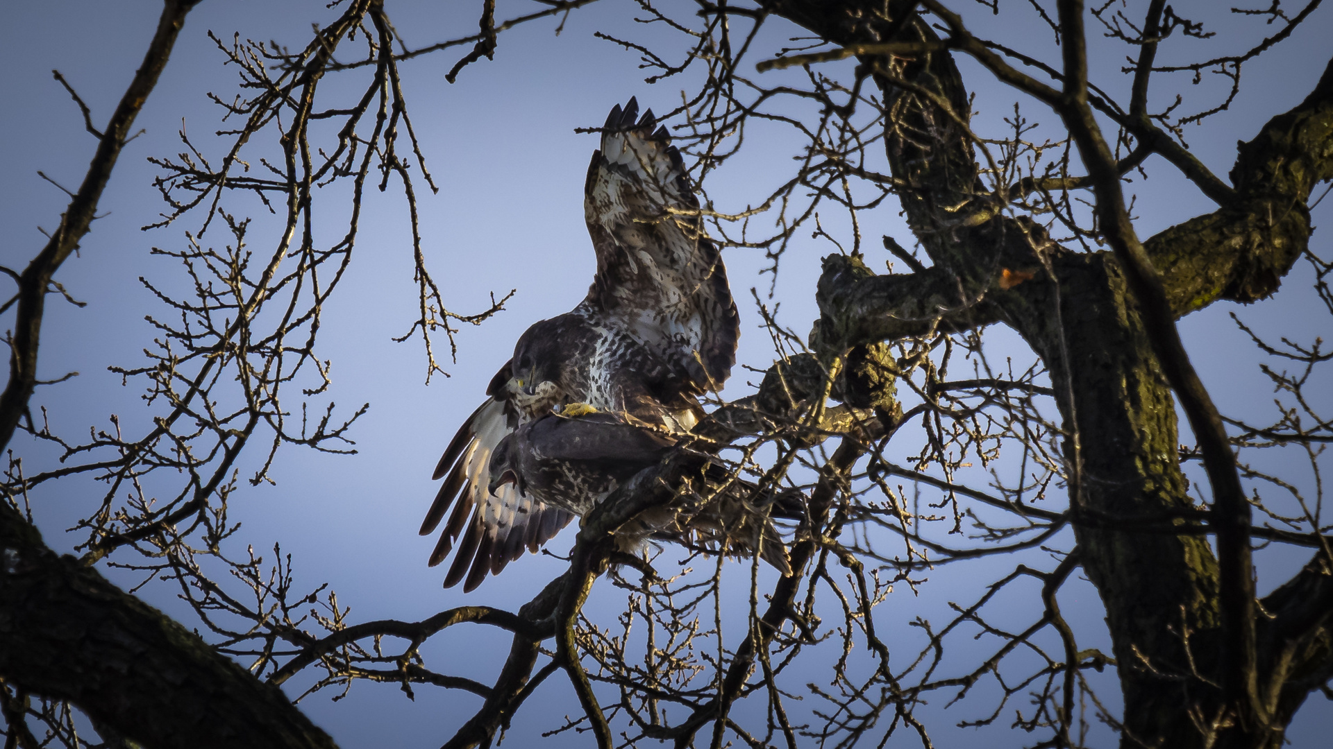 Mäusebussard Paarung