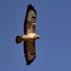 Mäusebussard --plötzlich war ER über mir---