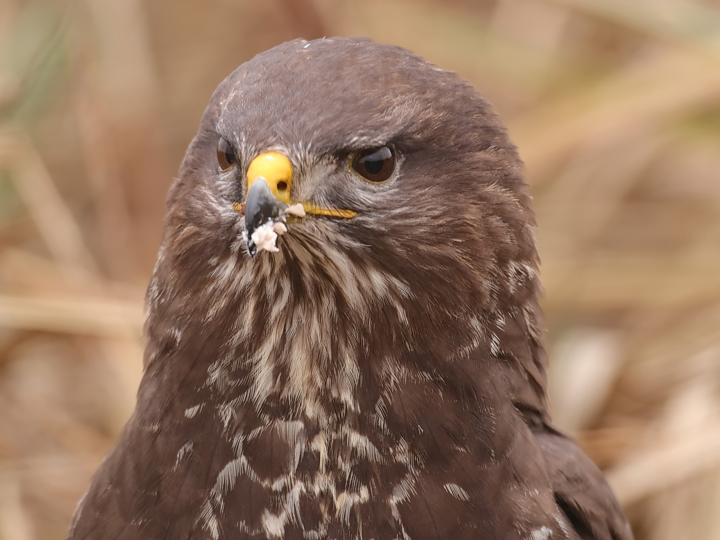 Mäusebussard Porträt 3