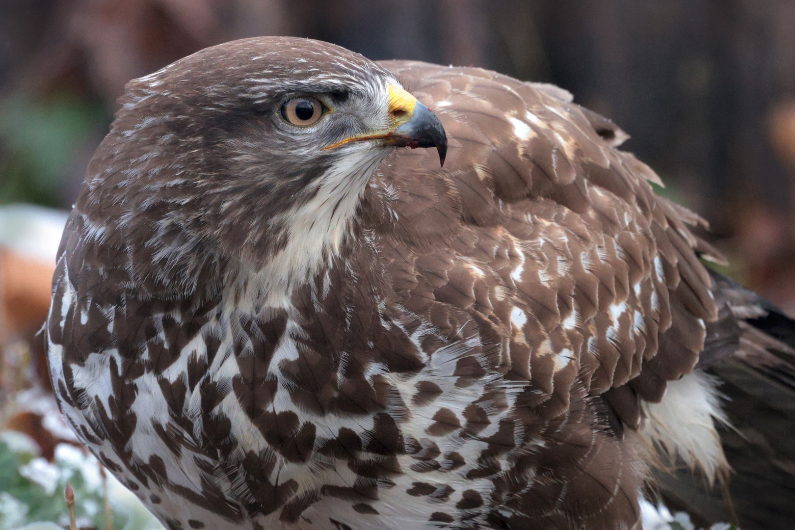 Mäusebussard, Porträt