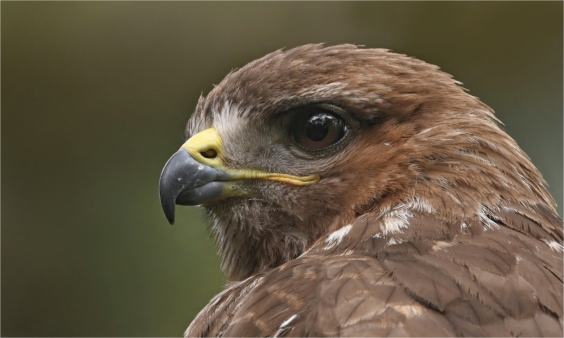 Mäusebussard - Porträt