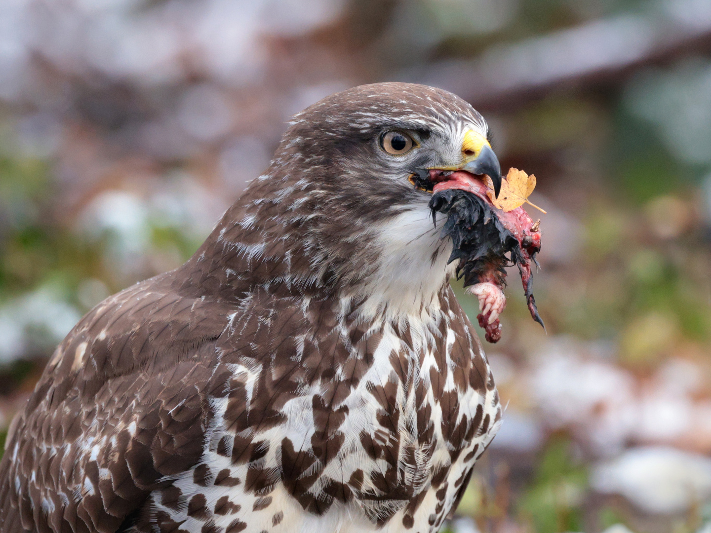 Mäusebussard, Porträt