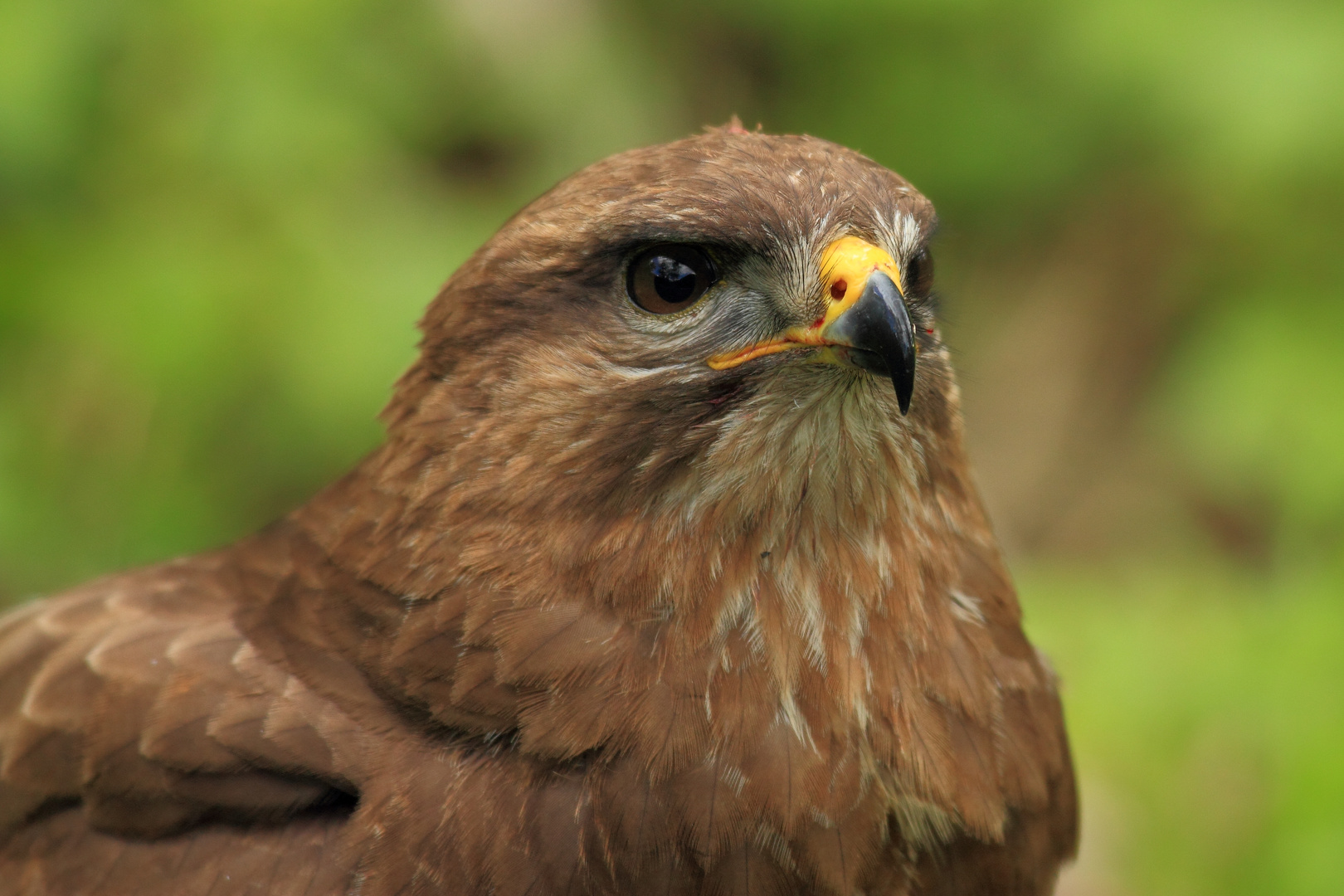 Mäusebussard - Porträt 