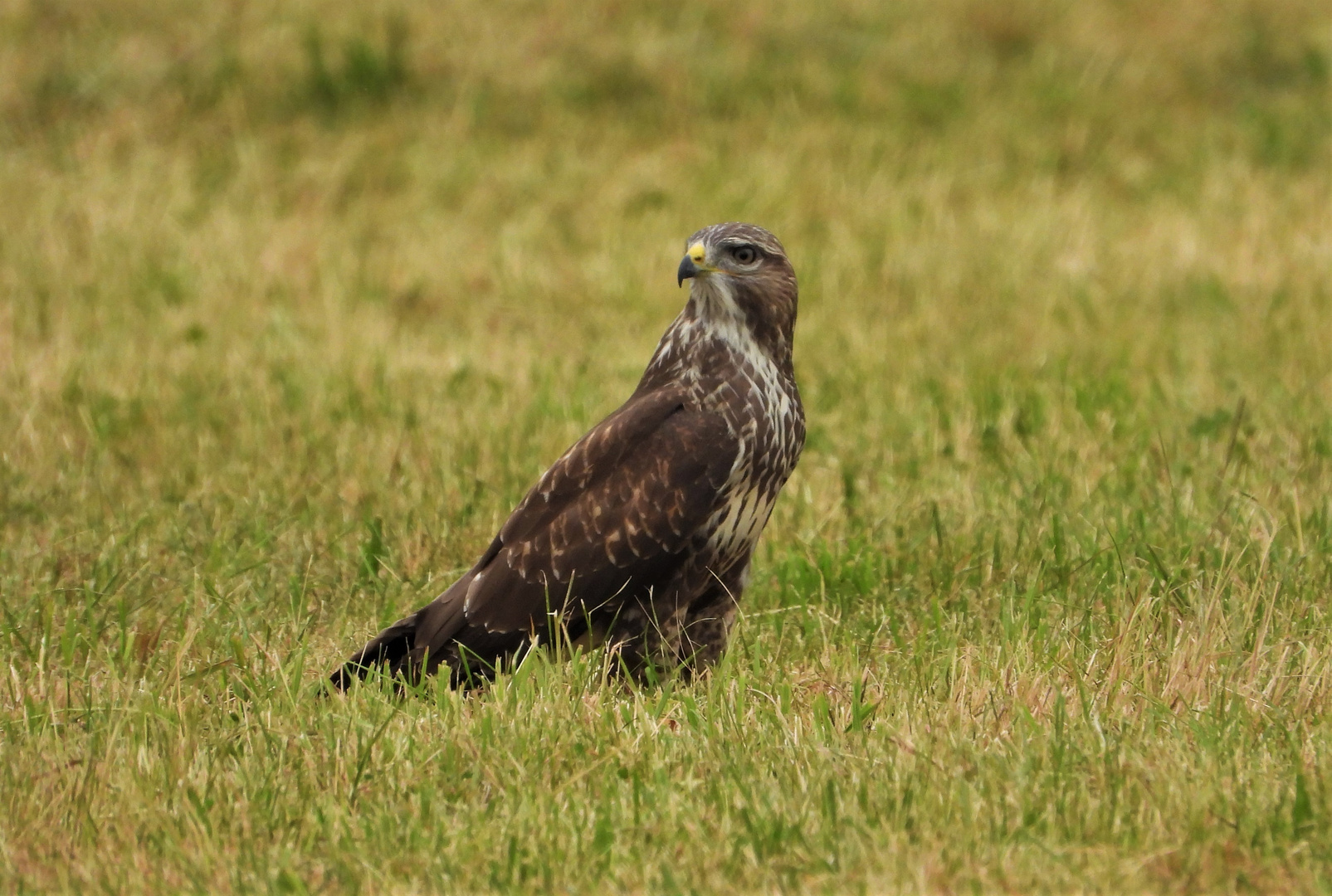 Mäusebussard-Rottal-Inn-Nadia-Baumgart