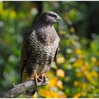 --- Mäusebussard ruft seinen Partner --- ( Buteo buteo )