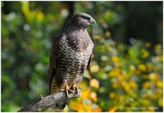 --- Mäusebussard ruft seinen Partner --- ( Buteo buteo )