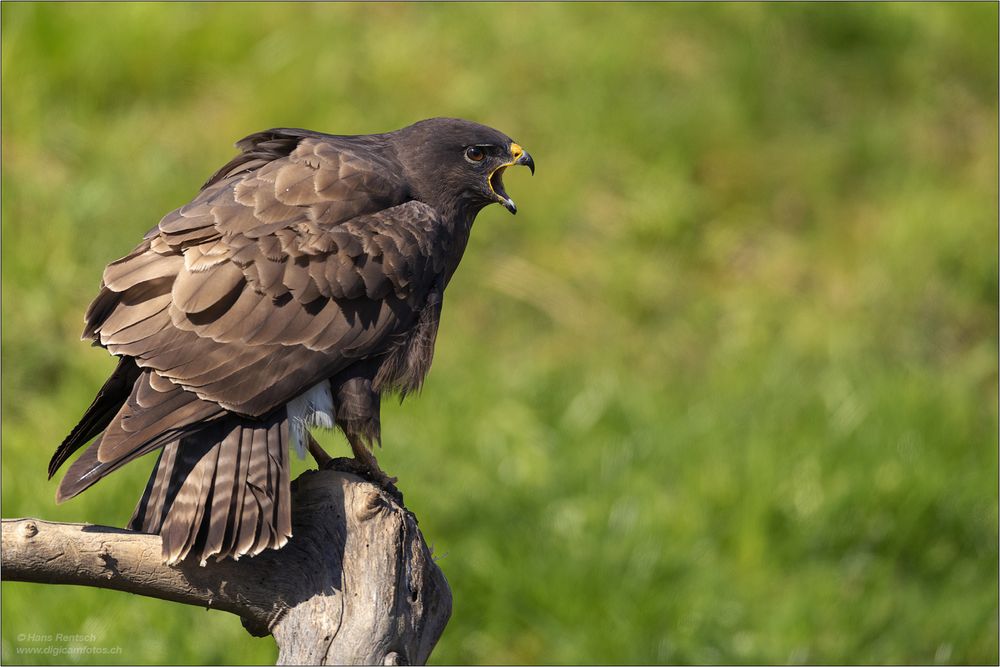 Mäusebussard ruft seiner Dame....