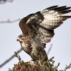 Mäusebussard startet