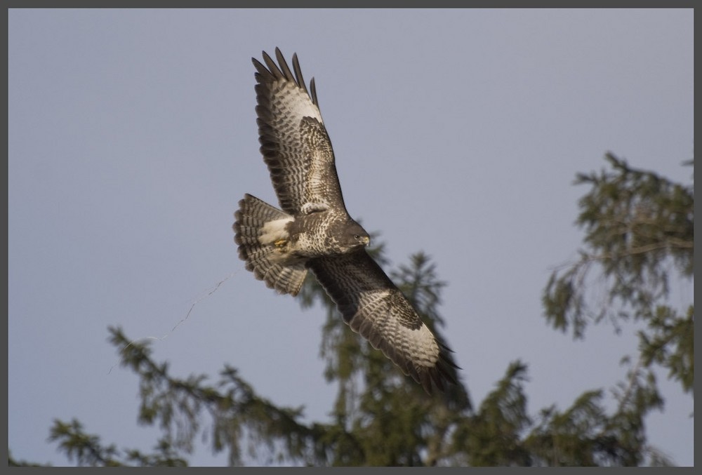 Mäusebussard startet in den Frühling