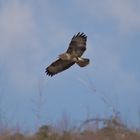 Mäusebussard startet in den Frühling II