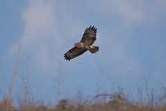 Mäusebussard startet in den Frühling II