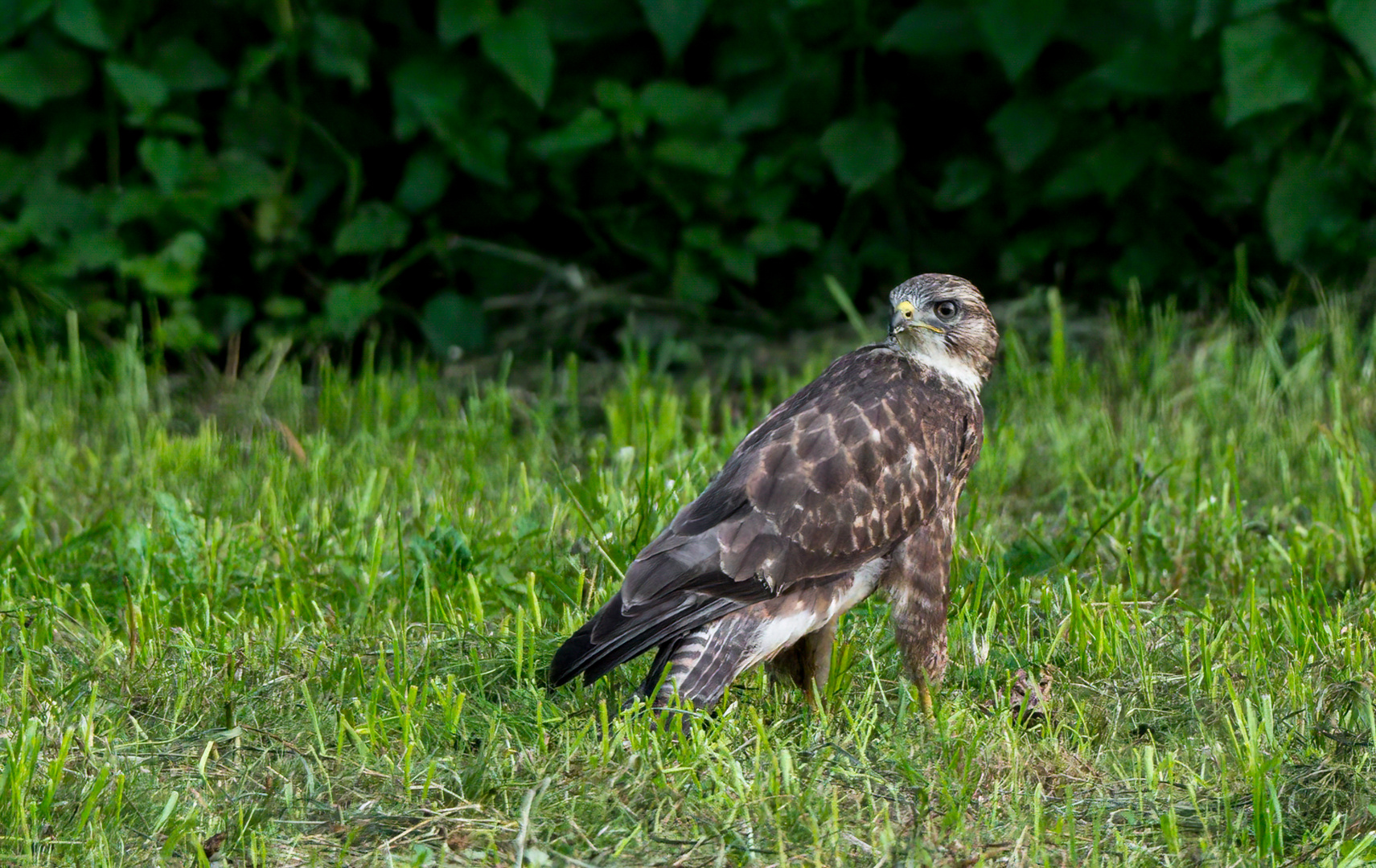 Mäusebussard sucht Abendmaus! (ISO 3200)