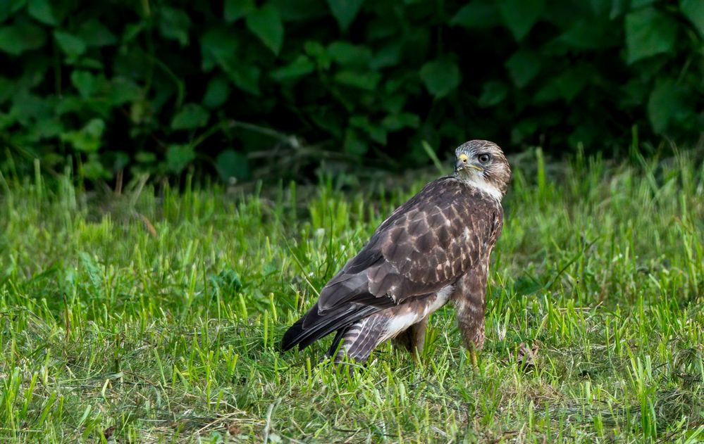 Mäusebussard sucht Abendmaus! (ISO 3200)