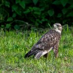 Mäusebussard sucht Abendmaus! (ISO 3200)