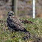 Mäusebussard sucht Regenwürmer