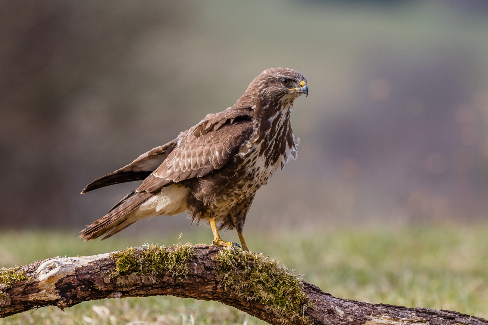 Mäusebussard trotzt Wind und Wetter