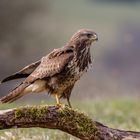 Mäusebussard trotzt Wind und Wetter