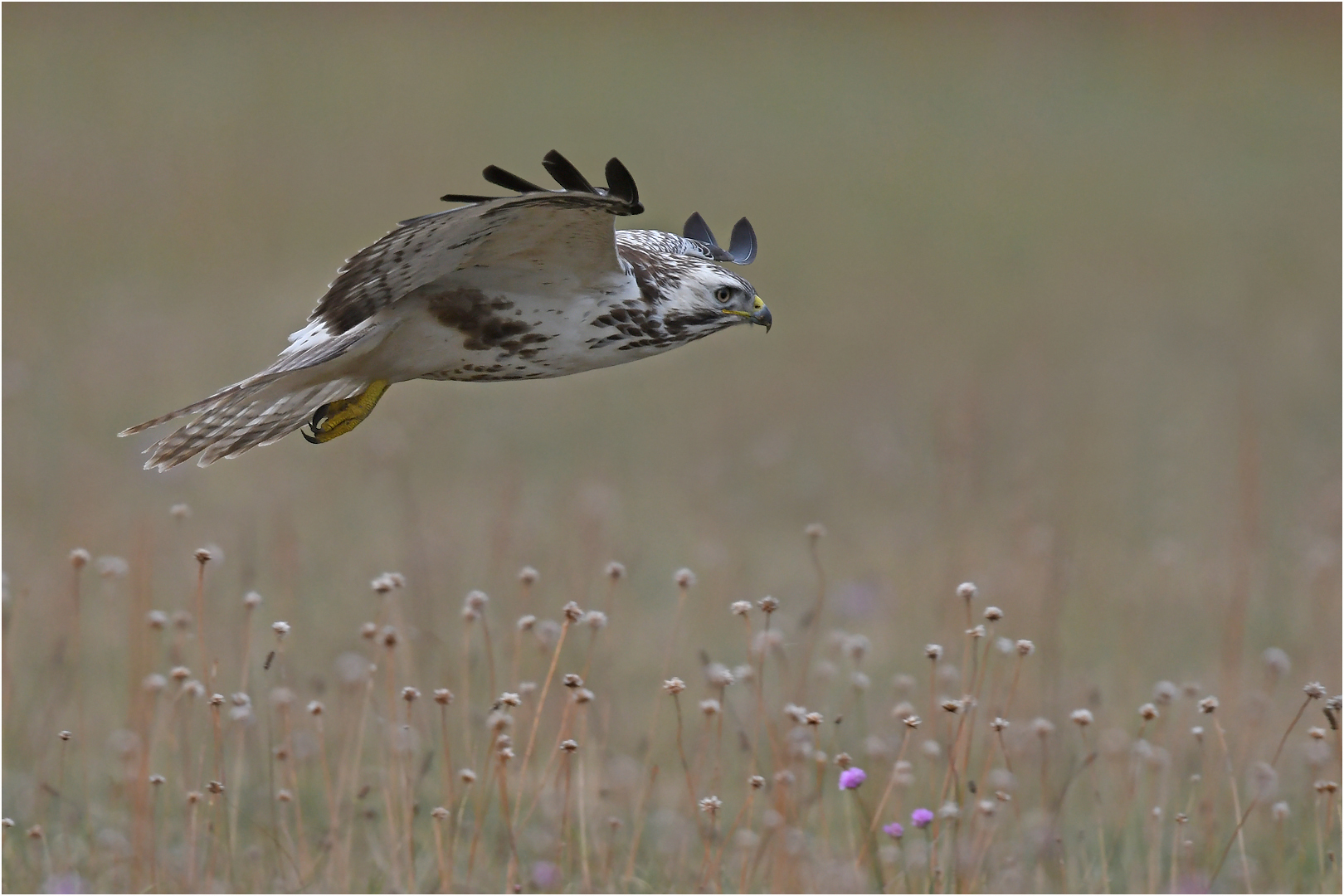 Mäusebussard über Blümchenwiese